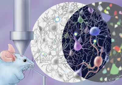 Illustration showing how calcium imaging and HCR-FISH combined is a technique called comprehensive readout of activity and cell type markers (CRACK)